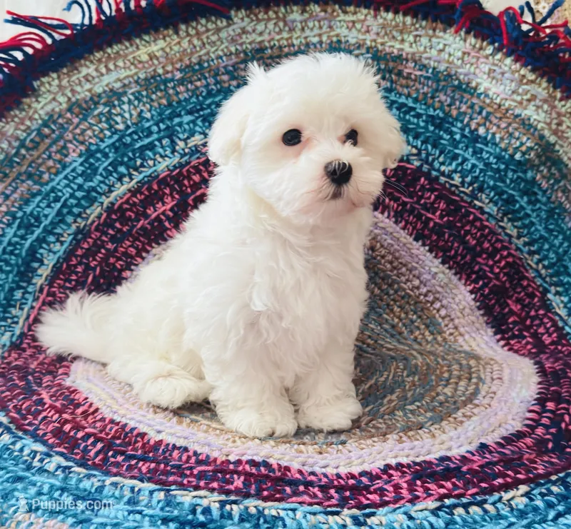Sheriff  – Maltese puppy for sale in Rosebud, MO