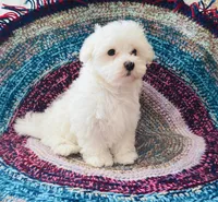 Sheriff , a male Maltese for sale in Rosebud, MO – 1 of 6