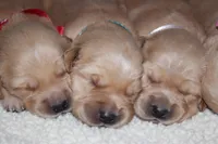 Light Purple collar, a female Golden Retriever for sale in Snowflake, AZ – Photo 3 of 4