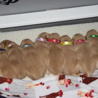 Light Pink collar, a female Golden Retriever for sale in Snowflake, AZ – Photo 3 of 6