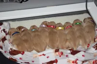 Light Purple collar, a female Golden Retriever for sale in Snowflake, AZ – Photo 4 of 4