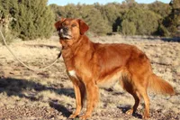 Light Purple collar, a female Golden Retriever for sale in Snowflake, AZ – Photo 2 of 4
