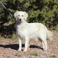 Light Pink collar, a female Golden Retriever for sale in Snowflake, AZ – Photo 1 of 6