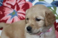 Light Pink collar, a female Golden Retriever for sale in Snowflake, AZ – Photo 4 of 6