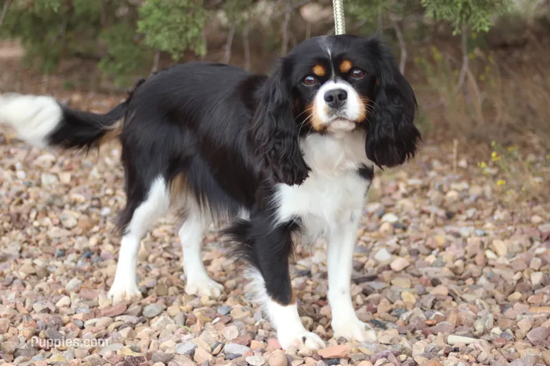 Full AKC/OFA/Genetic clear.    – Cavalier King Charles Spaniel puppy for sale in Snowflake, AZ