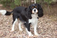 Full AKC/OFA/Genetic clear.   , a female Cavalier King Charles Spaniel for sale in Snowflake, AZ – 2 of 2