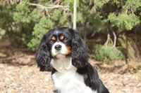 Full AKC/OFA/Genetic clear.   , a female Cavalier King Charles Spaniel for sale in Snowflake, AZ – 1 of 2