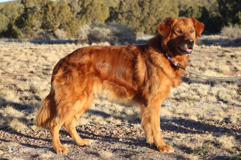 AKC Full Reg CHIC Certified Golden Retriever  – Golden Retriever puppy for sale in Snowflake, AZ