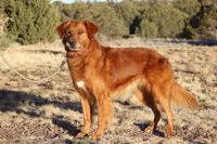SOLD!!AKC Full Reg CHIC Certified Golden Retriever , a male Golden Retriever for sale in Snowflake, AZ – 2 of 2