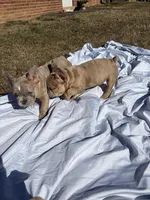 Chai, a female French Bulldog for sale in Alexandria, VA – Photo 6 of 7