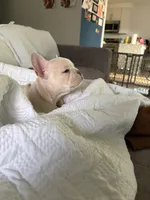 Chai, a female French Bulldog for sale in Alexandria, VA – Photo 3 of 7