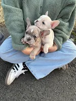 Chai, a female French Bulldog for sale in Alexandria, VA – Photo 7 of 7