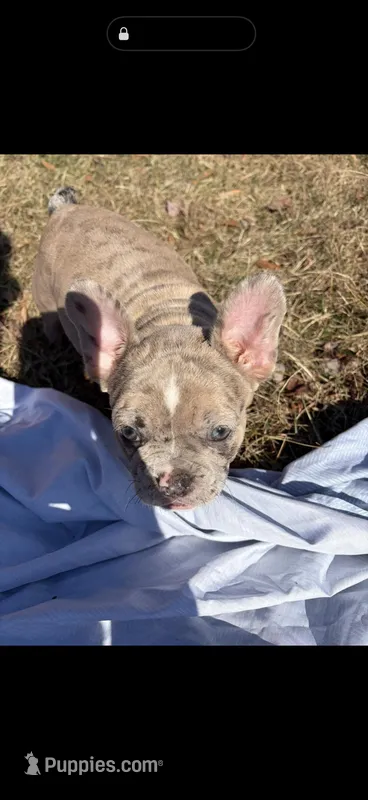 Chai – French Bulldog puppy for sale in Alexandria, VA