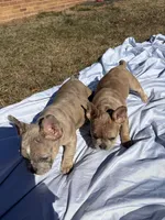 Chai, a female French Bulldog for sale in Alexandria, VA – Photo 5 of 7