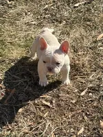 Chai, a female French Bulldog for sale in Alexandria, VA – Photo 4 of 7