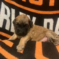 Bucky, a male Shihpoo for sale in Centerville, IA – Photo 2 of 6
