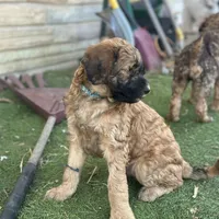 Bucky, a male Shihpoo for sale in Centerville, IA – Photo 5 of 6