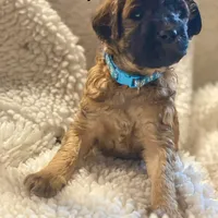 Bucky, a male Shihpoo for sale in Centerville, IA – Photo 6 of 6