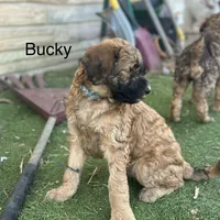 Bucky, a male Shihpoo for sale in Centerville, IA – Photo 3 of 6