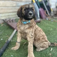 Bucky, a male Shihpoo for sale in Centerville, IA – Photo 4 of 6
