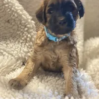 Bucky, a male Shihpoo for sale in Centerville, IA – Photo 1 of 6