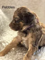 Pebbles, a female Shihpoo for sale in Centerville, IA – Photo 2 of 2