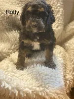 Pebbles, a female Shihpoo for sale in Centerville, IA – Photo 1 of 2