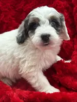 processed/3c1a3f1a-e919-43f1-8c8a-a0013bed5da4/listing/0c5f3afe-ede8-4b13-9ba6-9328558f9824/98231b8e-0316-41f9-b2cd-c1ae1d353eae