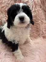 processed/3c1a3f1a-e919-43f1-8c8a-a0013bed5da4/listing/3b8bb249-f507-4903-8022-4c96c1841a92/339227a1-962a-489b-b92c-6f7fb71b1b6e