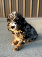 Tucker, a male Miniature Bernedoodle for sale in Albia, IA – Photo 1 of 7