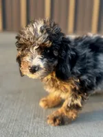 Tucker, a male Miniature Bernedoodle for sale in Albia, IA – Photo 7 of 7
