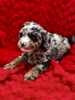 Tucker, a male Miniature Bernedoodle for sale in Albia, IA – Photo 6 of 7