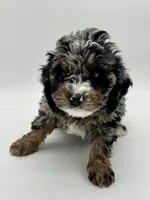 Tucker, a male Miniature Bernedoodle for sale in Albia, IA – Photo 4 of 7