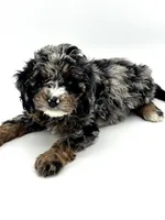 Tucker, a male Miniature Bernedoodle for sale in Albia, IA – Photo 3 of 7