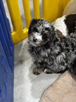 Tucker, a male Miniature Bernedoodle for sale in Albia, IA – Photo 5 of 7