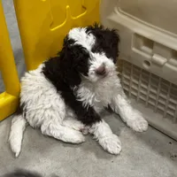 Timmy, a male Miniature Bernedoodle for sale in Albia, IA – Photo 8 of 10