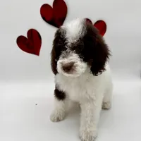 Timmy, a male Miniature Bernedoodle for sale in Albia, IA – Photo 5 of 10