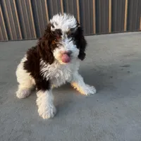 Timmy, a male Miniature Bernedoodle for sale in Albia, IA – Photo 4 of 10