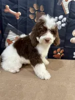 Timmy, a male Miniature Bernedoodle for sale in Albia, IA – Photo 1 of 10