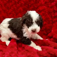 Timmy, a male Miniature Bernedoodle for sale in Albia, IA – Photo 10 of 10