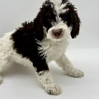 Timmy, a male Miniature Bernedoodle for sale in Albia, IA – Photo 7 of 10