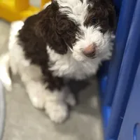 Timmy, a male Miniature Bernedoodle for sale in Albia, IA – Photo 9 of 10