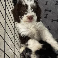 Timmy, a male Miniature Bernedoodle for sale in Albia, IA – Photo 6 of 10