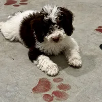 Timmy, a male Miniature Bernedoodle for sale in Albia, IA – Photo 2 of 10