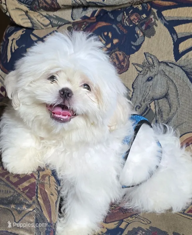 Jonah – Shih Tzu puppy for sale in Nashville, TN