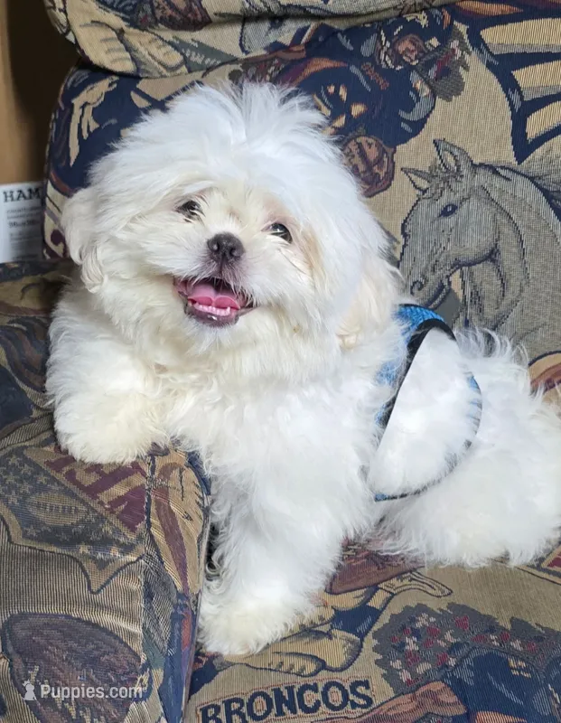 Jonah – Shih Tzu puppy for sale in Nashville, TN
