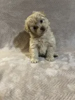 Gold female, a female Pomapoo for sale in Thomson, GA – 3 of 6