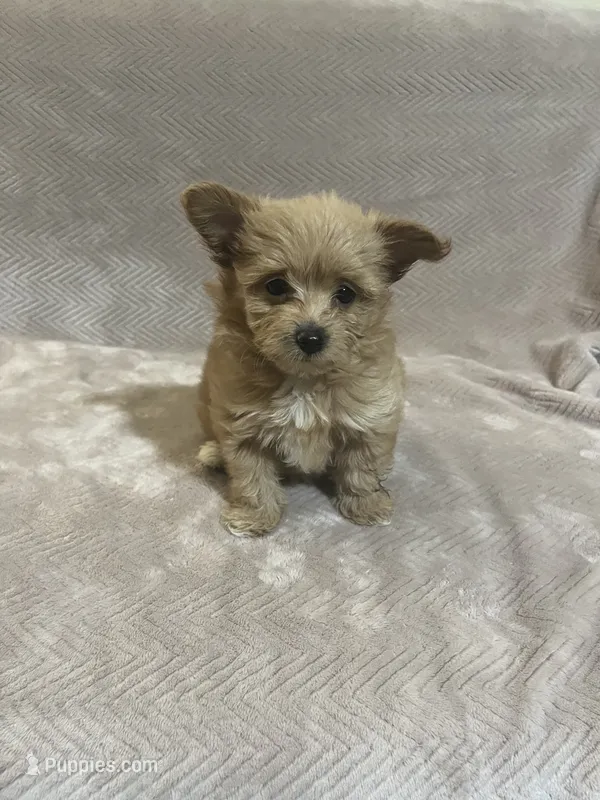 Brown female  – Pomapoo puppy for sale in Thomson, GA