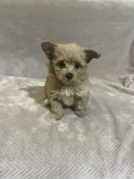 Brown female , a female Pomapoo for sale in Thomson, GA – 1 of 5