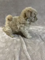 Gold female, a female Pomapoo for sale in Thomson, GA – 2 of 6